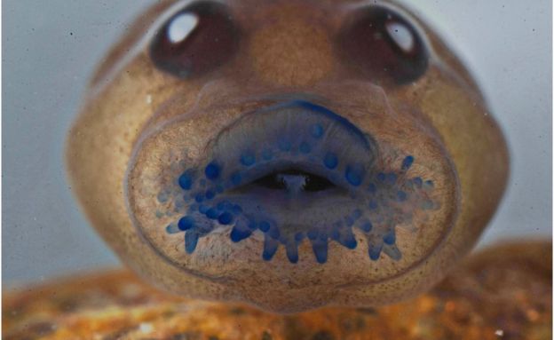 A tadpole's face