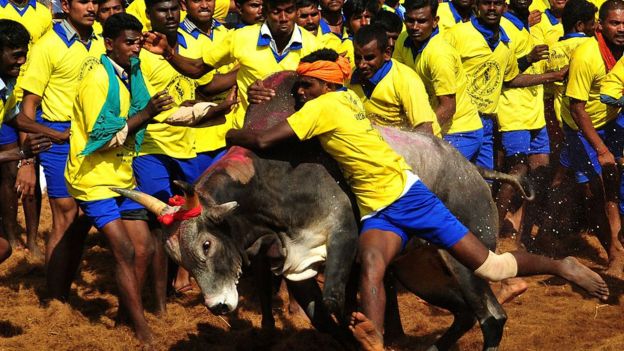 ஜல்லிக்கட்டு (கோப்புப்படம்)