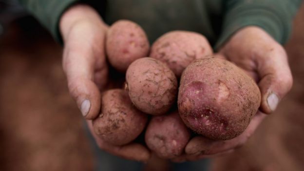 Potatoes grown to make Chase vodka