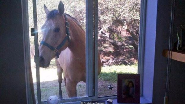 Khách hàng của bà Christine Benton đôi khi nghe thấy tiếng chú ngựa Coco hí ngay bên cửa sổ
