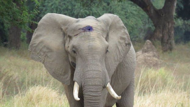 Elephant pictured with a hole in its head