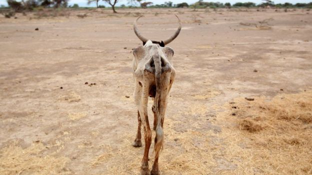 An emaciated cow walks in an open field in Gelcha village, one of the drought-stricken areas of Oromia region in Ethiopia - 2016