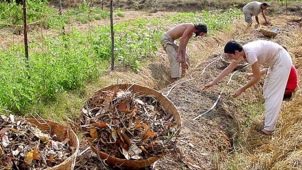 Cultivando em Auroville