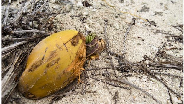 Coconut crab eating coconut on Bora Bora