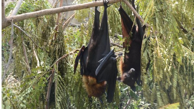 சென்னையில் புயலுக்கு பின் இறந்த வவ்வால்கள்