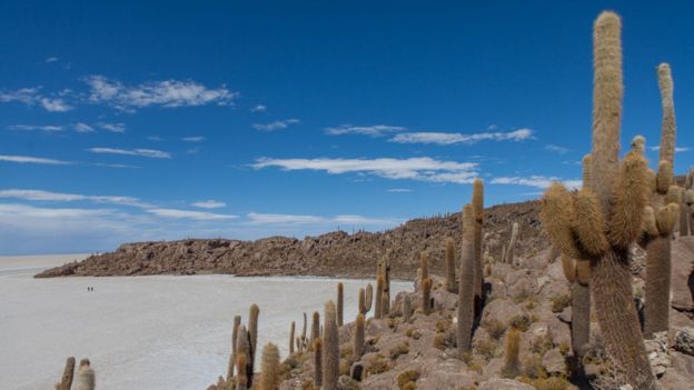 Giant cacti grow in the area