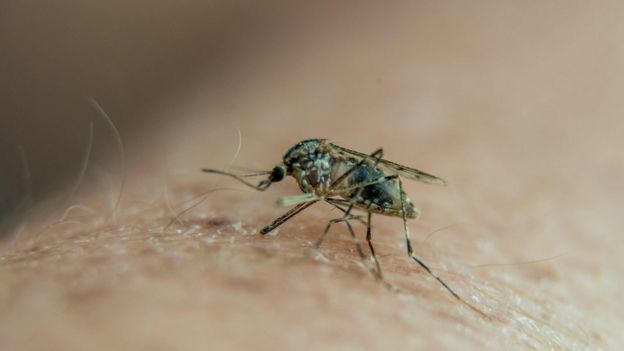 Mosquito