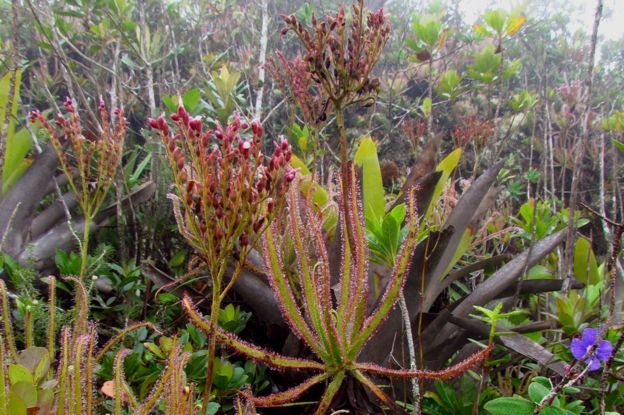 Drosera magnifica