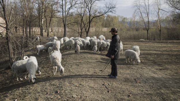 北京延慶縣某牧場的羊群（資料圖片）