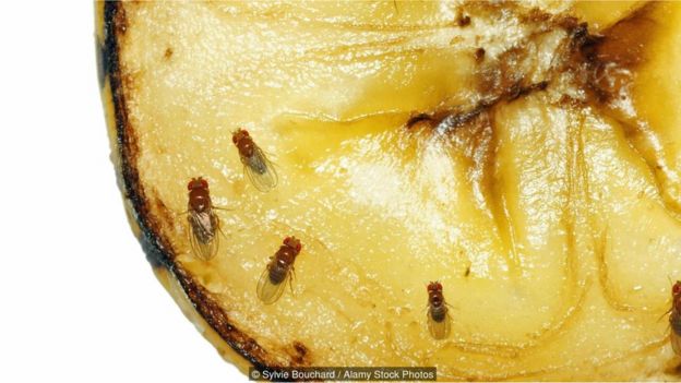 Dedetização _90712101_mosca2 Mosca-da-fruta é arma para desvendar os grandes mistérios da vida Curiosidades Fotografia Pragas