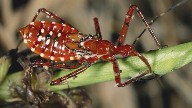 The assassin bug spreads the Chagas disease parasite