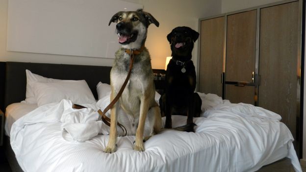 Dogs in a Hilton hotel room