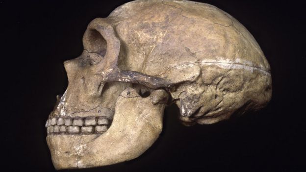 Neanderthal skull