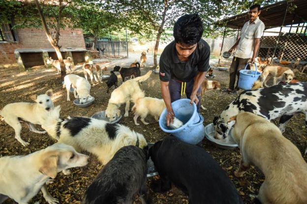 Alimentación de los perros