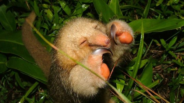 Pygmy anteater