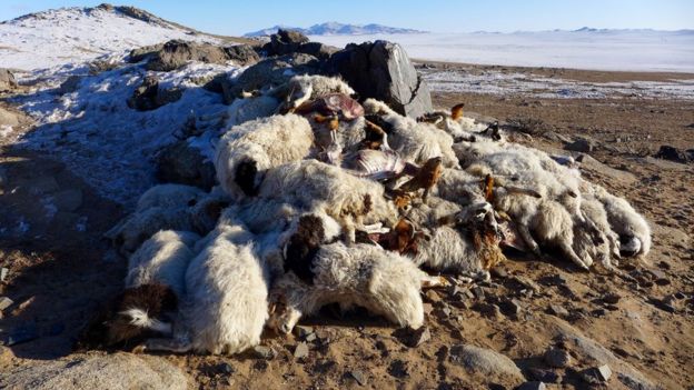 A pile of carcases on a snowy plain