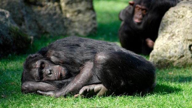 قردة شمبانزي نائمة