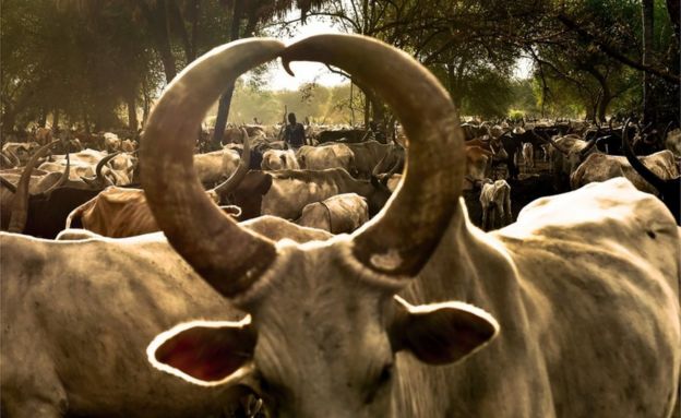 On Sunday, a young woman is seen through the horns of a bull at a cattle camp in South Sudan 24 April 2016