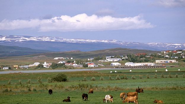 Aldeia da Islândia com vacas em primeiro plano