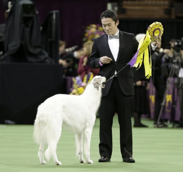 Lucy, a borzoi, and her handler, Shota Hirai, stand in the ring after winning reserve best in show during the 140th Westminster Kennel Club dog show, on 16 February 2016, at Madison Square Garden in New York.