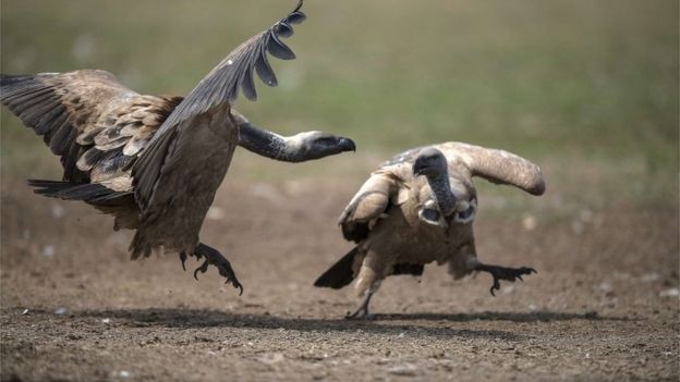 Vultures scuffle at the VulPro Vulture Rehabilitation Centre in Hartebeepoortdam in the Magalisburg region on September 15, 2015