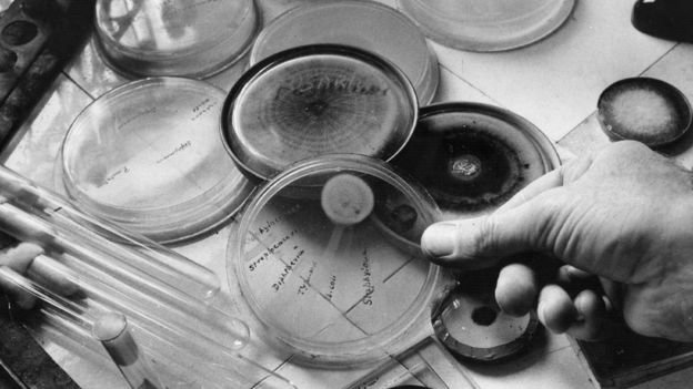 Placas Petri con cultivos de estafilococo destruidos por el efecto del moho de penicilina