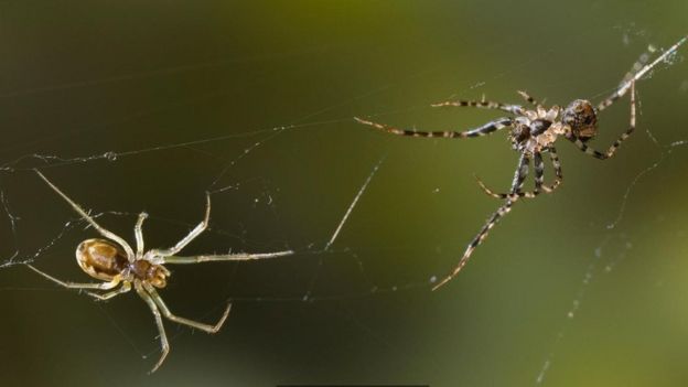 عنكبوت يطارد آخر