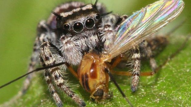 சிலந்திகள் சர்வதேச உணவு வலையில் குறைந்து மதிப்படப்பட்டுள்ளதாக ஆய்வாளர்கள் தெரிவிக்கின்றனர்