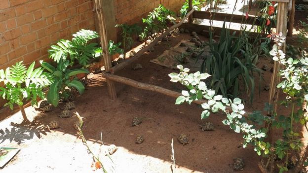 The pens where the Radiated Tortoises are kept at TSA’s headquarters in the north of Antananarivo