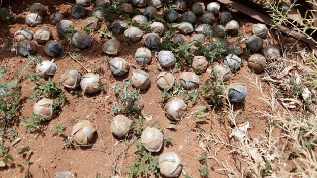 Dozens of cluster bomblets collected in a field in a town in southern Idlib, Syria