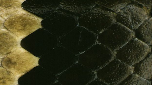 close-up of snake scales
