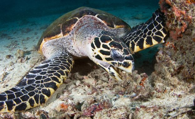 Hawksbill turtle