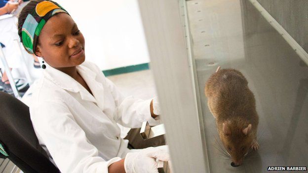 A lab technician looks on at a large rat sniffs a hole in the bottom of a glass cage