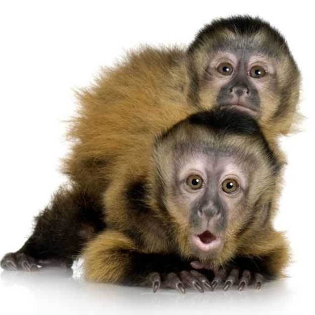 Bebés de monos capuchinos