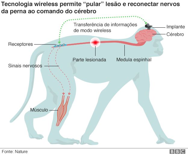 Representação do sistema usado nos macacos