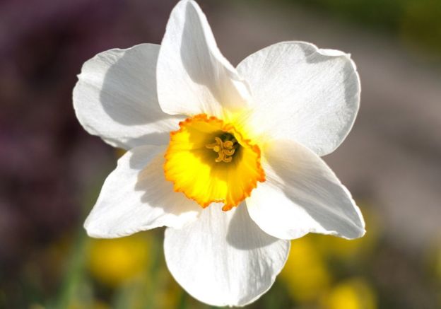 Narciso
