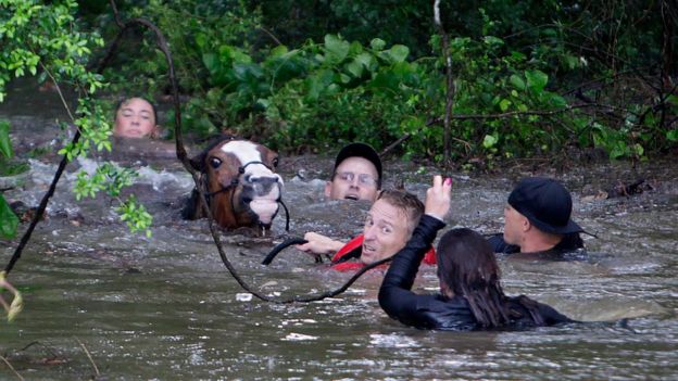 Justin Nelzen, in red vest, joins others as they work to rescue up to 70 horses along Cypresswood Drive near Humble along Cypress Creek, Monday, April 18, 2016, in Houston