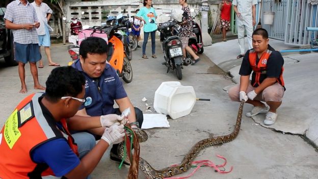 Workers remove python from toilet at house in Chachoengsao, east of the capital Bangkok. 26 May 2016
