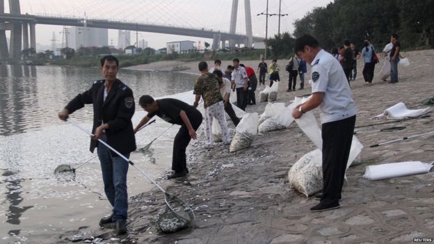 Workers remove dead fish from the Haihe river