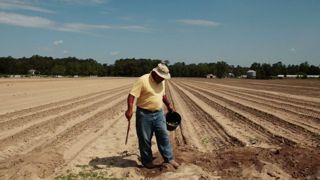 Farm worker in North Carolina