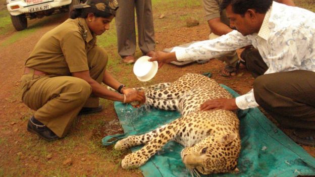 Rasila treating an injured leopard