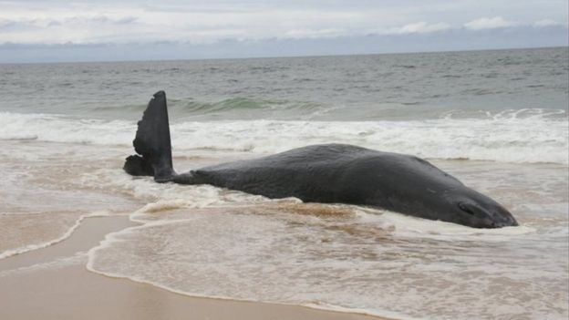 A whale carcass that washed up on the shore of Victoria's far east Gippsland after a large shark was spotted stalking