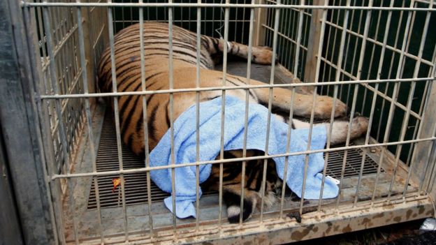 A sedated tiger is seen in a cage as officials start moving tigers from Thailand