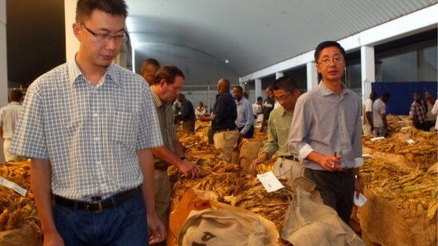 Tobacco buyers look at tobacco lots available for auction during the official opening of the tobacco selling season at the Boka Auction Floors in Harare on February 15, 2012