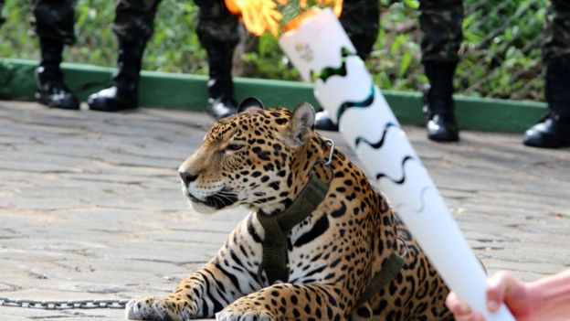 Jaguar con antorcha olímpica en Manaos