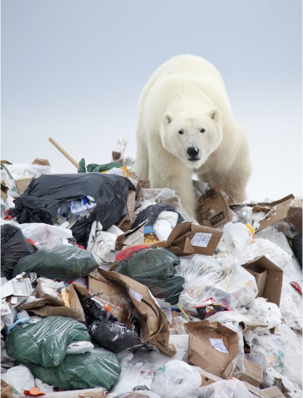A bear clambers through a rubbish dump