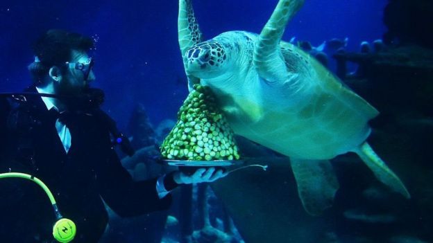 பச்சை ஆமை