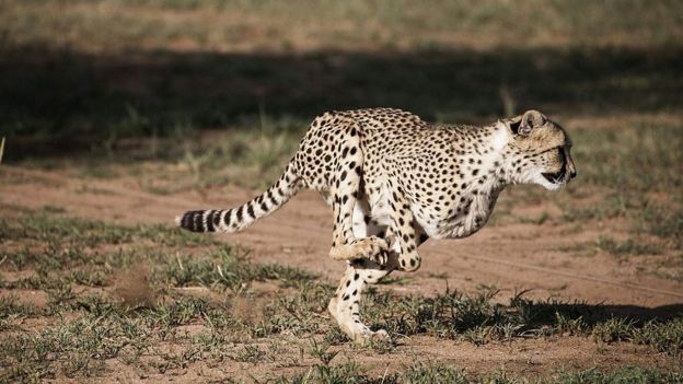 Gepard