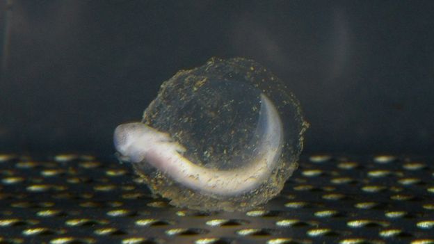 olm emerging from its egg