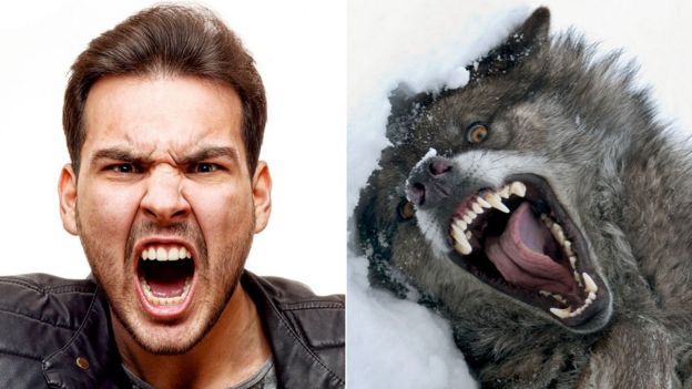 Hombre y lobo